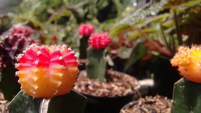 Скачать бесплатно Cactus Plant Nursery - бесплатное фото или изображение для редактирования с помощью онлайн-редактора изображений GIMP