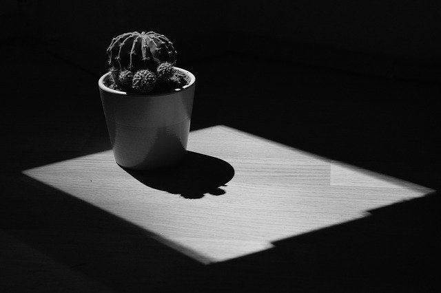 ດາວໂຫຼດຟຣີ Cactus Shadow Plant - ຮູບພາບຫຼືຮູບພາບທີ່ບໍ່ເສຍຄ່າເພື່ອແກ້ໄຂດ້ວຍບັນນາທິການຮູບພາບອອນໄລນ໌ GIMP