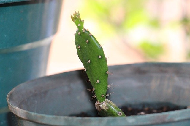 Descărcare gratuită Cactus Succulent Flower - fotografie sau imagini gratuite pentru a fi editate cu editorul de imagini online GIMP