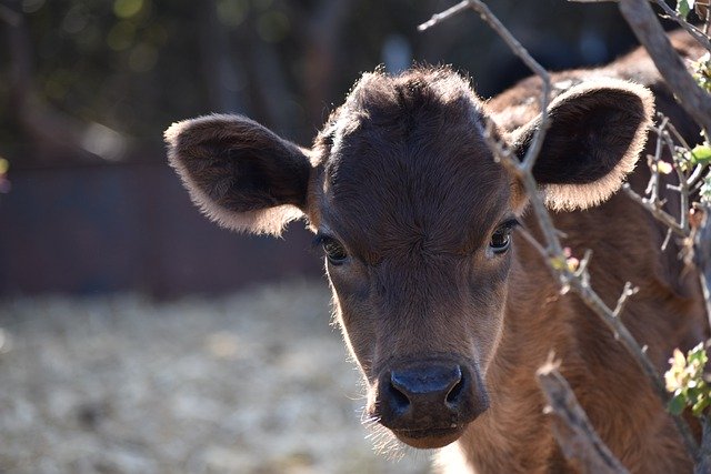 Free download calf cow ruminant animal nature free picture to be edited with GIMP free online image editor