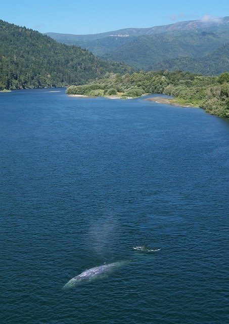 Kostenloser Download California Grey Whale River - kostenloses Foto oder Bild zur Bearbeitung mit GIMP Online-Bildbearbeitung