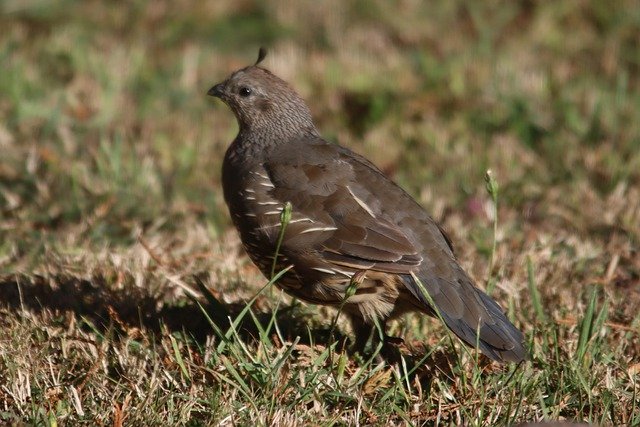 Free download california quail female brown crest free picture to be edited with GIMP free online image editor