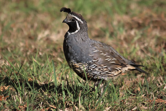 Free download california quail male crest bird free picture to be edited with GIMP free online image editor