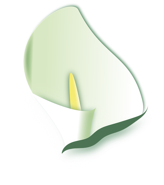 Free download Calla Flowers Spring - Free vector graphic on Pixabay free illustration to be edited with GIMP free online image editor