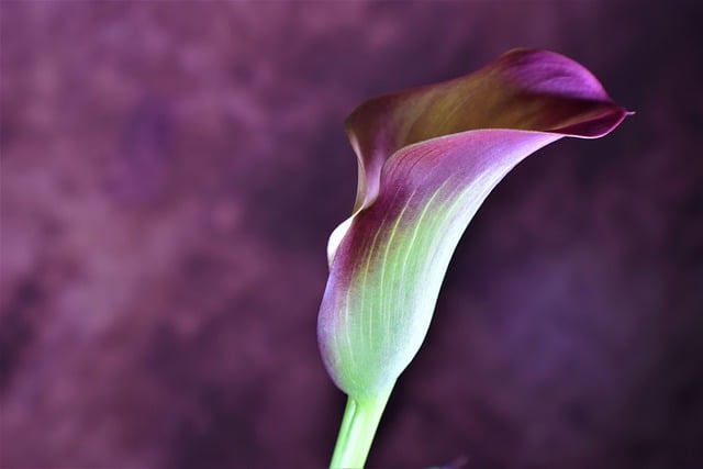 Kostenloser Download der Calla-Lilien-Blume, Calla-Lilien-Blüte, kostenloses Bild zur Bearbeitung mit dem kostenlosen Online-Bildeditor GIMP