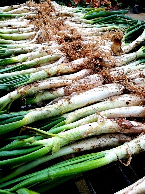 免费下载 Calçots 烧烤洋葱免费照片模板，可使用 GIMP 在线图像编辑器进行编辑