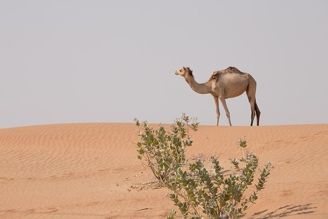 Free download camel animal desert dubai uae free picture to be edited with GIMP free online image editor