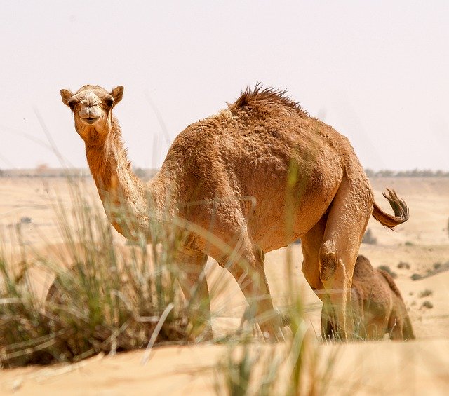 Free download camel dubai desert uae sand free picture to be edited with GIMP free online image editor