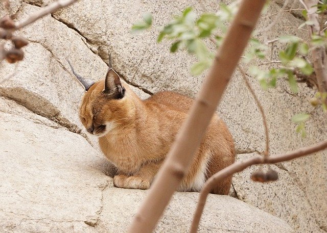 বিনামূল্যে ডাউনলোড করুন Caracal Cat Wild - বিনামূল্যে ছবি বা ছবি GIMP অনলাইন ইমেজ এডিটর দিয়ে সম্পাদনা করতে হবে