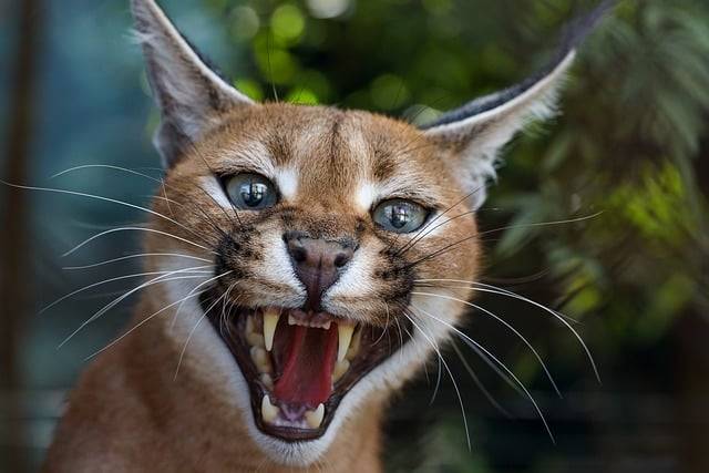 カラカル ネコ科の動物 アフリカの野生動物 by OffiDocs