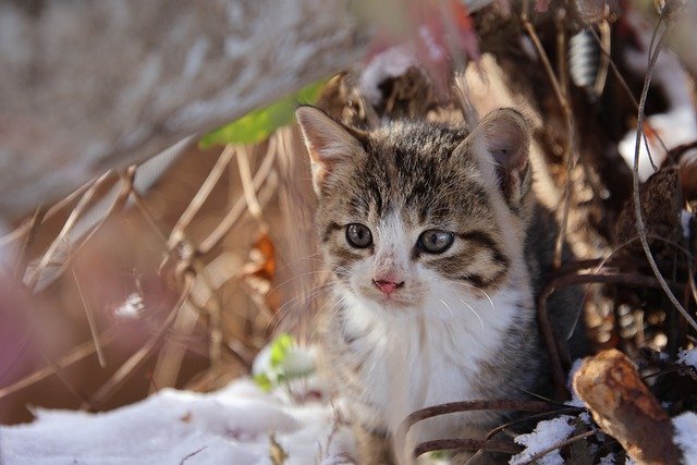 Free download cat animal mammal winter kitten free picture to be edited with GIMP free online image editor