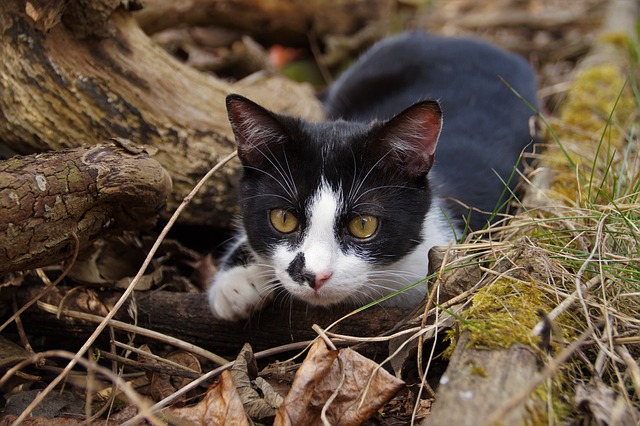 Free download cat a young kitten outdoors free picture to be edited with GIMP free online image editor