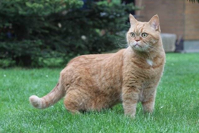 ดาวน์โหลดฟรี Cat British Shorthair Red - รูปถ่ายหรือรูปภาพฟรีที่จะแก้ไขด้วยโปรแกรมแก้ไขรูปภาพออนไลน์ GIMP