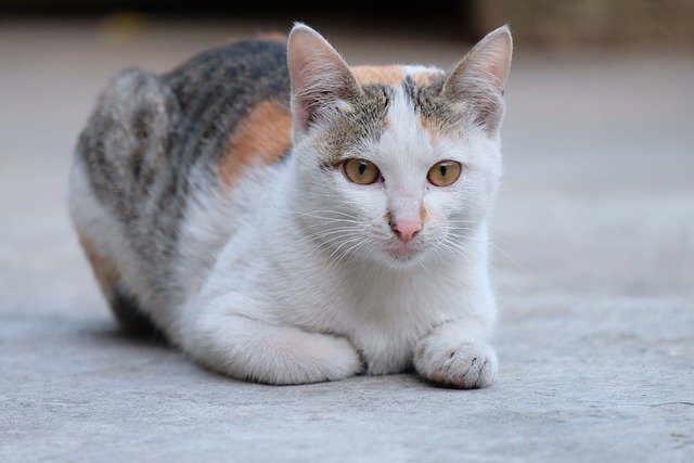 Free download cat calico cat tabby cat cute cat free picture to be edited with GIMP free online image editor