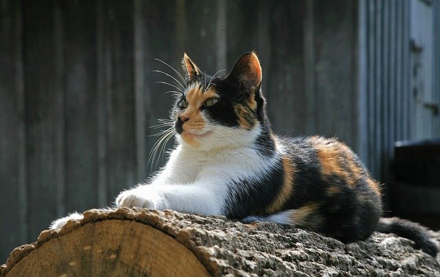 Free download cat calico pet feline animal fur free picture to be edited with GIMP free online image editor