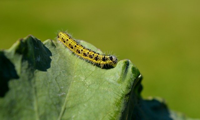 Free download caterpillar insect cabbage leaf free picture to be edited with GIMP free online image editor