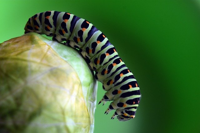 Free download caterpillar insect worm garden free picture to be edited with GIMP free online image editor