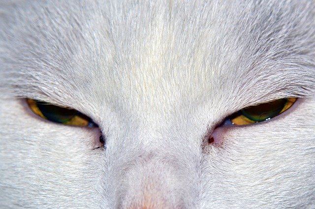 Free download cat eyes animal mammal cat eyes free picture to be edited with GIMP free online image editor