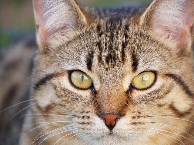 無料ダウンロードCatFaceAnimal-GIMPオンライン画像エディタで編集できる無料の写真または画像