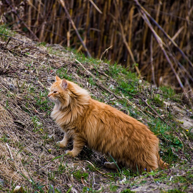 Free download cat feline feral animal domestic free picture to be edited with GIMP free online image editor