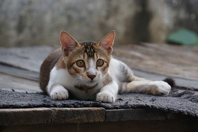 Free download cat feline pet stray animal free picture to be edited with GIMP free online image editor