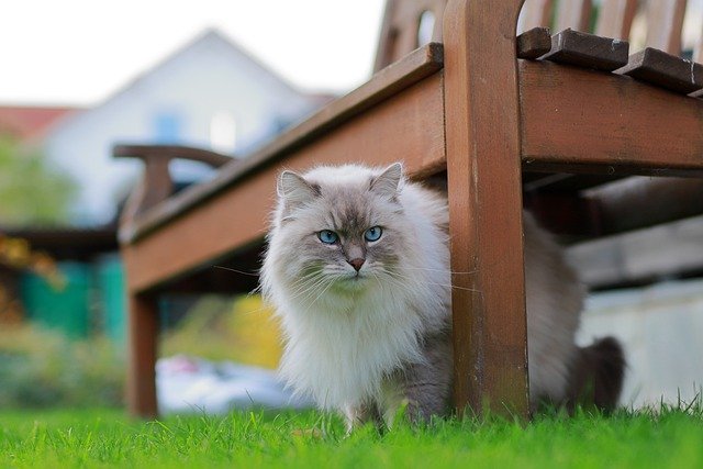 Free download cat feline whiskers pet outside free picture to be edited with GIMP free online image editor