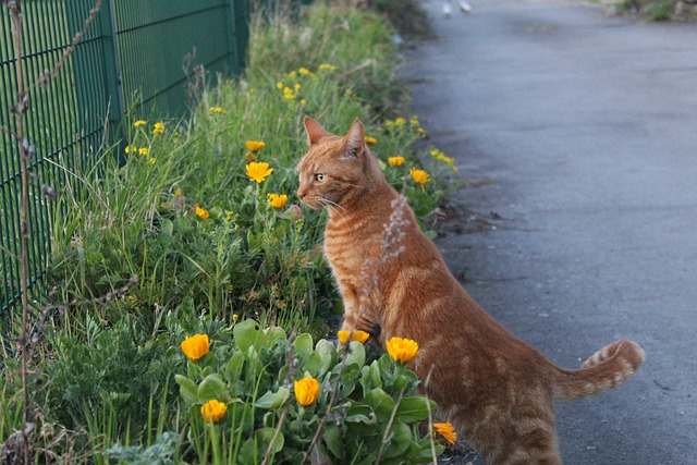 Free download cat fence yellow flowers tabby free picture to be edited with GIMP free online image editor