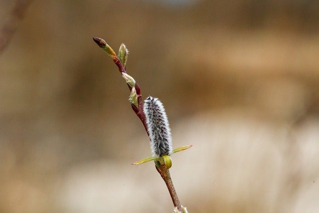 Free download catkins spring awakening free picture to be edited with GIMP free online image editor