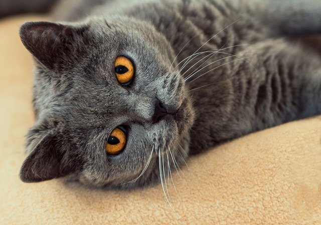 Free download cat lies gray view eye contact free picture to be edited with GIMP free online image editor