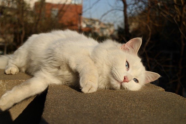 Бесплатно скачать кот лежит животное милый белый кот бесплатно фото для редактирования с помощью бесплатного онлайн-редактора изображений GIMP