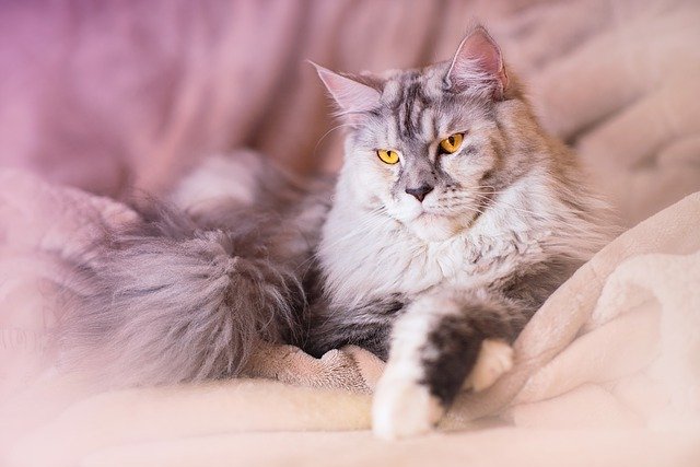 Free download cat maine coon animal grey silver free picture to be edited with GIMP free online image editor