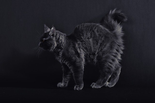 Free download cat maine coon black kitten fur free picture to be edited with GIMP free online image editor