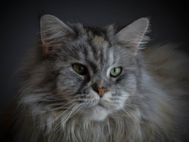 Free download cat maine coon maine coon adorable free picture to be edited with GIMP free online image editor