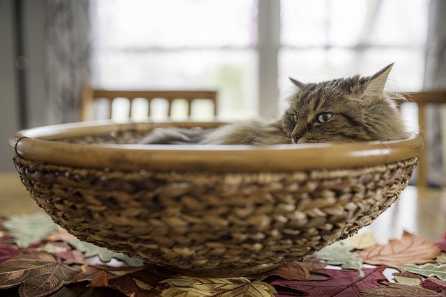 Free download cat pet maine coon feline head free picture to be edited with GIMP free online image editor