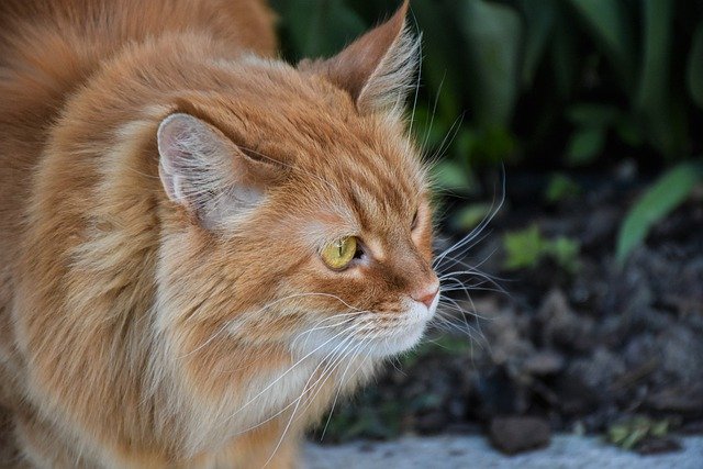 Free download cat pet maine coon head tabby free picture to be edited with GIMP free online image editor