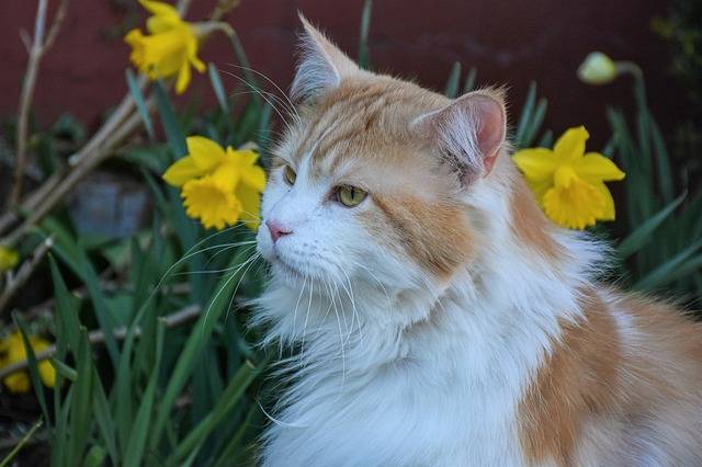 ດາວໂຫຼດຟຣີ cat pet maine coon tabby cat face free picture to be edited with GIMP free online image editor