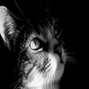 Écran Cats Eye pour l'extension de la boutique en ligne Chrome dans OffiDocs Chromium
