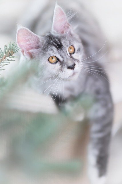 ดาวน์โหลดฟรี cat silver grey maine coon kitten ฟรีรูปภาพที่จะแก้ไขด้วย GIMP โปรแกรมแก้ไขรูปภาพออนไลน์ฟรี