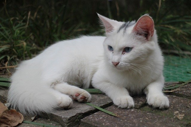 Free download cat stray cat kitten pet white cat free picture to be edited with GIMP free online image editor