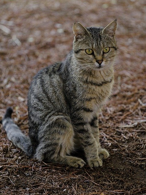 Free download cat tabby animal cute mammal fur free picture to be edited with GIMP free online image editor