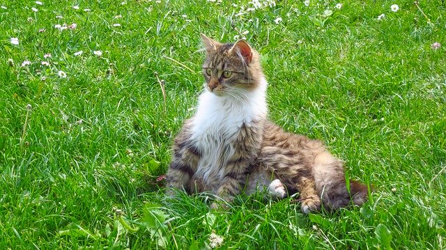 Free download cat thoroughbred maine coon fur free picture to be edited with GIMP free online image editor