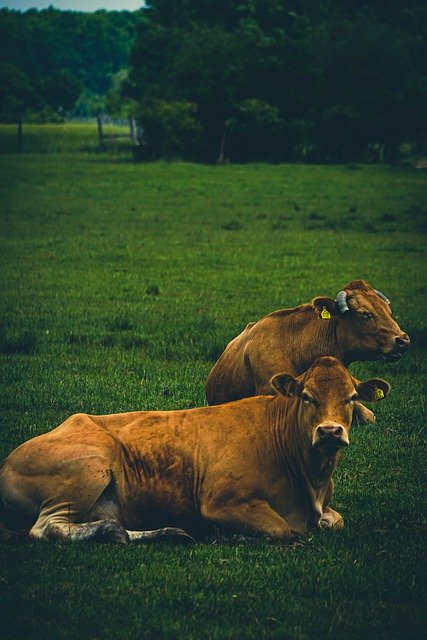 Free download cattle cow limousin beef rural free picture to be edited with GIMP free online image editor