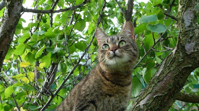 Téléchargement gratuit d'animaux d'arbre à chat - photo ou image gratuite à éditer avec l'éditeur d'images en ligne GIMP