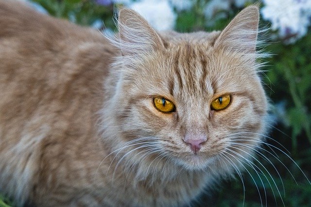 Free download cat yellow eyes feline predator free picture to be edited with GIMP free online image editor