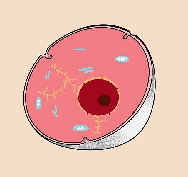 Ücretsiz indir Cell Anatomy Medical - GIMP ücretsiz çevrimiçi resim düzenleyici ile düzenlenecek ücretsiz illüstrasyon