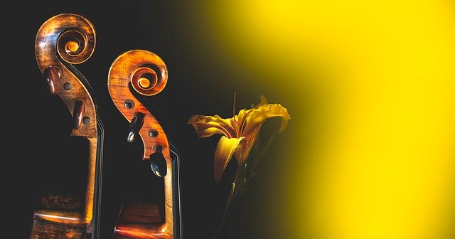 Free download cello flower musical instrument free picture to be edited with GIMP free online image editor