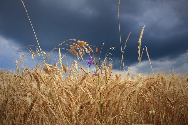 Gratis download Cereal Agriculture Field - gratis foto of afbeelding om te bewerken met GIMP online afbeeldingseditor