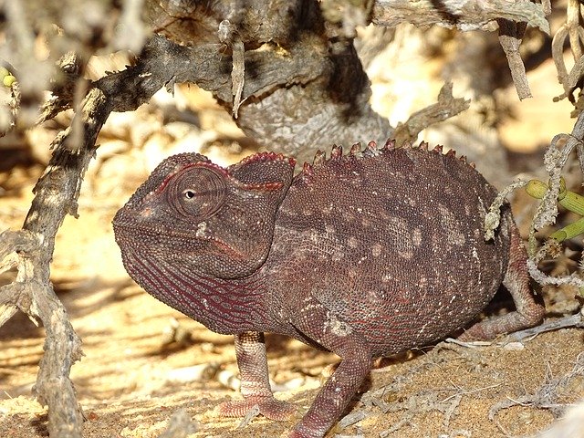 ດາວໂຫຼດຟຣີ Chameleon Desert Animal - ຮູບພາບ ຫຼືຮູບພາບທີ່ບໍ່ເສຍຄ່າເພື່ອແກ້ໄຂດ້ວຍ GIMP ບັນນາທິການຮູບພາບອອນໄລນ໌