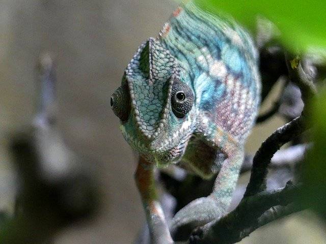 Libreng download Chameleon Zoo Nature - libreng larawan o larawan na ie-edit gamit ang GIMP online na editor ng imahe