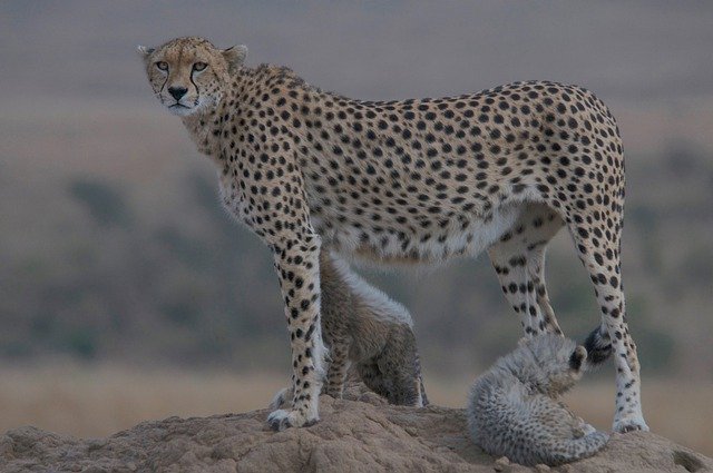 Free download cheetah wild nature africa free picture to be edited with GIMP free online image editor